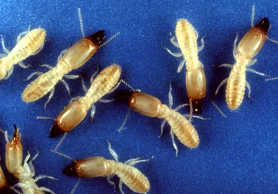 Eastern Subterranean Termite